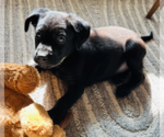 Small #3 Labrador Retriever Mix