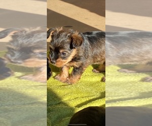 Maltese-Morkie Mix Puppy for sale in CRESCENT, OK, USA