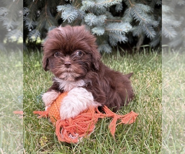 Medium Photo #2 Shih Tzu Puppy For Sale in MIDDLEBURY, IN, USA