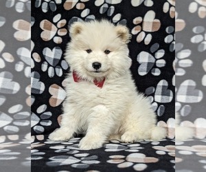Samoyed Puppy for sale in HOLTWOOD, PA, USA