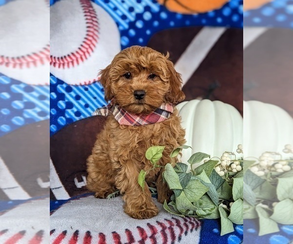 Medium Photo #1 Cavapoo Puppy For Sale in CHRISTIANA, PA, USA