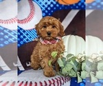 Small Photo #1 Cavapoo Puppy For Sale in CHRISTIANA, PA, USA