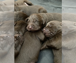 Labrador Retriever Puppy for sale in MONONA, WI, USA