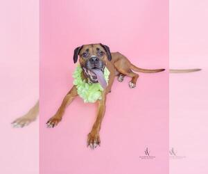 Boxer-Unknown Mix Dogs for adoption in Forestville, MD, USA