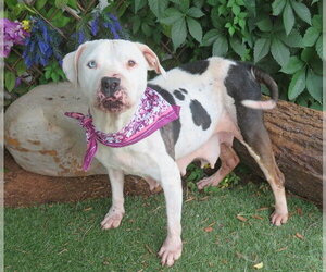 Mutt Dogs for adoption in Oklahoma City, OK, USA