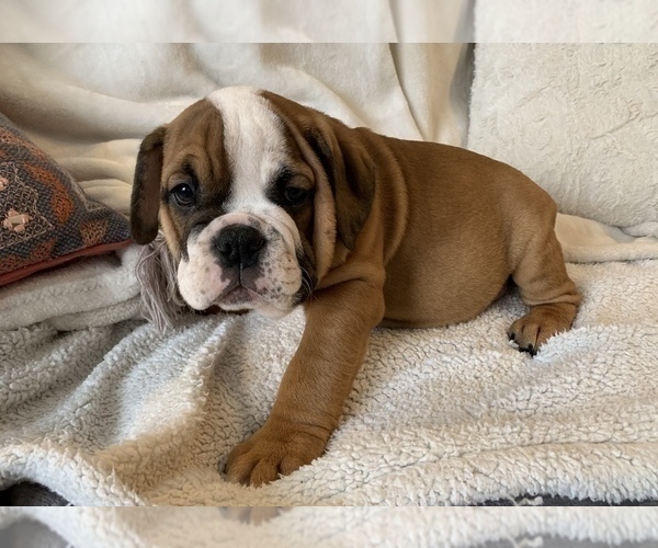 Medium Photo #9 English Bulldog Puppy For Sale in JOHNS ISLAND, SC, USA