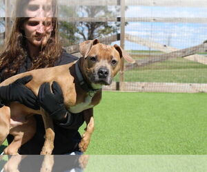 Mutt Dogs for adoption in Chestertown, MD, USA