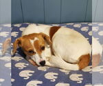 Small #2 Jack Russell Terrier Mix