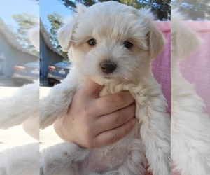 Maltese Puppy for sale in ROYAL OAKS, CA, USA