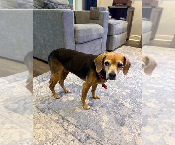 Medium Photo #1 Beagle Puppy For Sale in Tampa, FL, USA