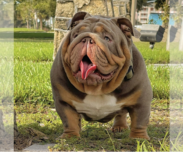 Medium Photo #1 English Bulldog Puppy For Sale in ORLANDO, FL, USA