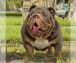 Small Photo #1 English Bulldog Puppy For Sale in ORLANDO, FL, USA