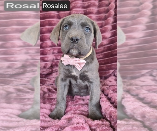 Medium Photo #6 Cane Corso Puppy For Sale in MINERAL WELLS, WV, USA