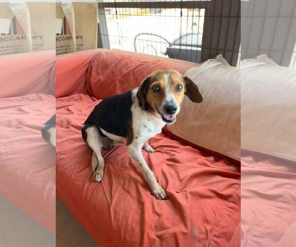 Medium Photo #10 Beagle Puppy For Sale in Las Vegas, NV, USA