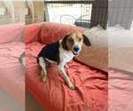 Small #9 Beagle