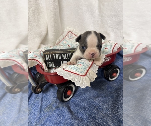 Medium Photo #2 Boston Terrier Puppy For Sale in FREDONIA, KS, USA
