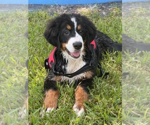 Bernese Mountain Dog Puppy for sale in PUNTA GORDA, FL, USA