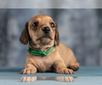 Small Photo #40 Dachshund Puppy For Sale in CROWLEY, TX, USA