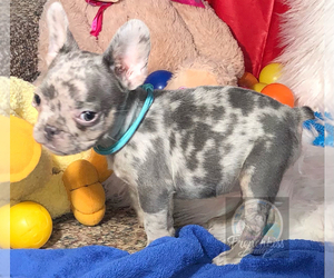 French Bulldog Puppy for sale in BUCKS BAR, CA, USA