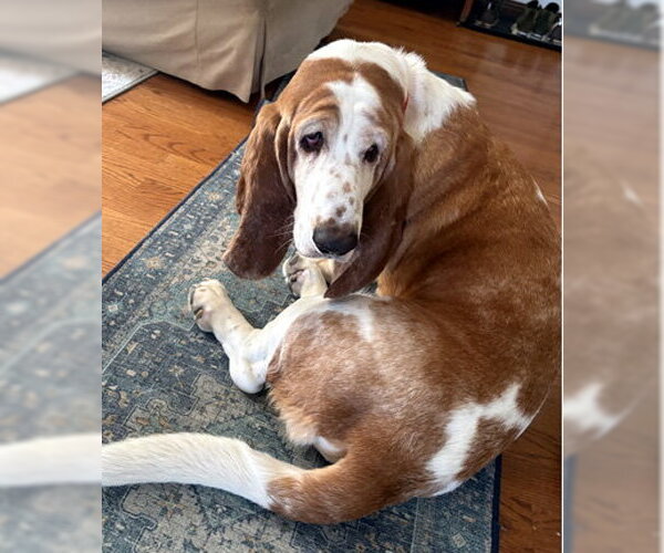 Medium Photo #4 Basset Hound Puppy For Sale in Deepwater, NJ, USA