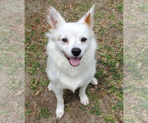 Colonial Cocker Spaniel-Unknown Mix Dogs for adoption in Corona, CA, USA