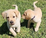 Small Photo #4 Labrador Retriever Puppy For Sale in SILSBEE, TX, USA