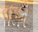 Small Photo #2 Bullboxer Pit Puppy For Sale in Great Bend, KS, USA