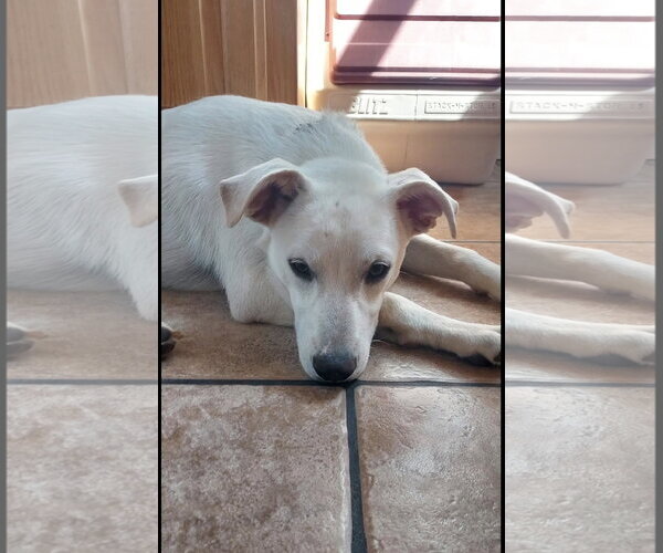 Medium Photo #4 Labrador Retriever-Unknown Mix Puppy For Sale in San Diego, CA, USA