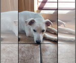 Small #3 Labrador Retriever Mix