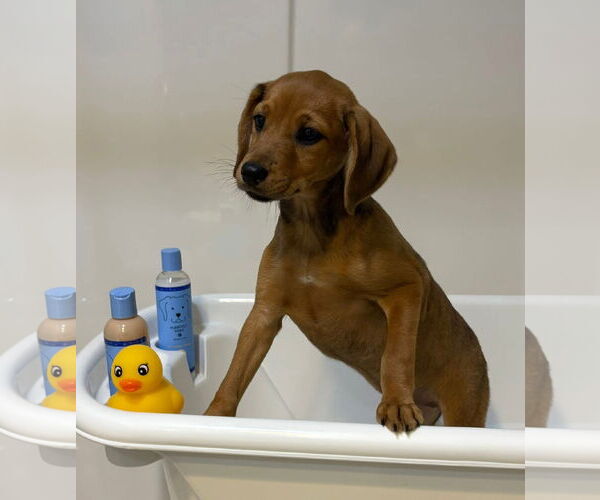 Medium Photo #1 Miniature Pinscher-Unknown Mix Puppy For Sale in New London, WI, USA