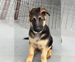 Puppy Axel German Shepherd Dog