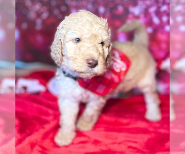 Medium Photo #4 Goldendoodle Puppy For Sale in GONZALES, LA, USA