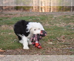 Small Photo #13 Old English Sheepdog Puppy For Sale in MARIONVILLE, MO, USA