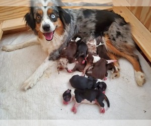 Mother of the Miniature Australian Shepherd puppies born on 10/14/2020
