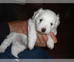 Small Photo #9 Coton de Tulear Puppy For Sale in COLUMBIA, MO, USA