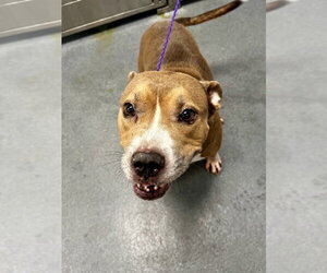 DA 6 Carver - Male Mutt Dog for Adoption - Photo #2