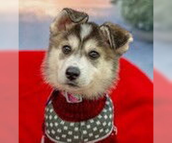 Medium Photo #2 Siberian Husky-Unknown Mix Puppy For Sale in Fremont, CA, USA