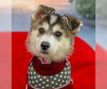 Small #1 Siberian Husky Mix