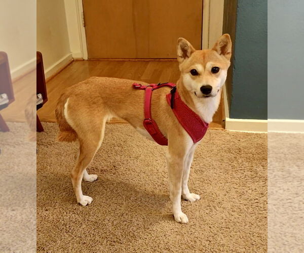 Medium Photo #1 Shiba Inu Puppy For Sale in St. Louis Park, MN, USA