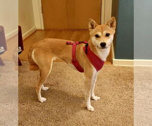 Shiba Inu Dogs for adoption in St. Louis Park, MN, USA