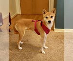 Small Shiba Inu