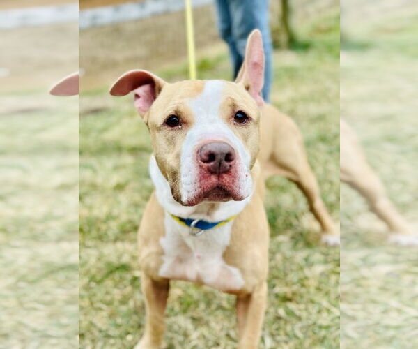 Medium Photo #2 Mutt Puppy For Sale in Manahawkin, NJ, USA