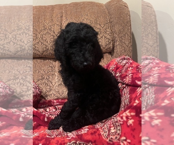 Medium Photo #5 Goldendoodle Puppy For Sale in EDMOND, OK, USA
