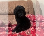 Small #4 Goldendoodle