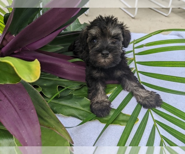 Medium Photo #15 Schnauzer (Miniature) Puppy For Sale in FORT PIERCE, FL, USA