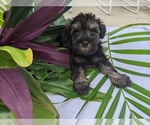 Small Photo #15 Schnauzer (Miniature) Puppy For Sale in FORT PIERCE, FL, USA