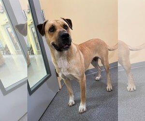 Anatolian Shepherd-Unknown Mix Dogs for adoption in Low Moor, VA, USA