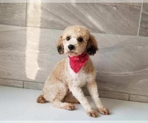 Father of the Goldendoodle-Poodle (Toy) Mix puppies born on 05/22/2021