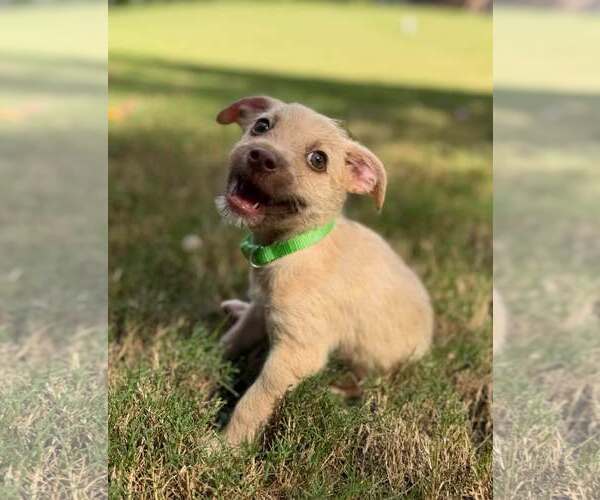 Medium Photo #1 Mutt Puppy For Sale in Greenville, SC, USA