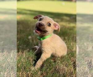 Mutt Dogs for adoption in Greenville, SC, USA